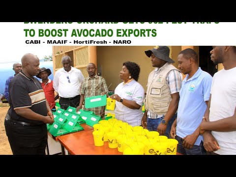 Bwendero Orchard Gets 962 Pest Traps To Boost Avocado Exports CABI MAAIF HortiFresh