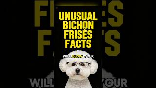 BICHON FRISE 101 ✅Fun Toy Dog Breeds Information Video with Top Puppy Training & Grooming Tips!