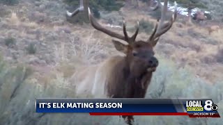 Elk Mating Season Begins Outdoor Enthusiasts Urged To Use Caution