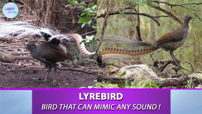 Amazing! Bird Sounds From The Lyre Bird - David Attenborough - BBC Wildlife  