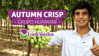 AUTUMN CRISP EN ICA - Grupo Huamaní