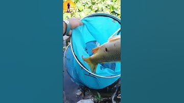 Câu Cá Chép Tự Nhiên/Wild River Fish Report #thànhtrungpt #fishing #caucasong #shorts #short