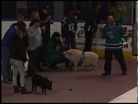 ada-'kiss-a-pig'-promotion-at-worcester-sharks-game