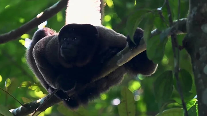 CISaustralia - Volunteer Abroad: Rainforest Environmental Conservation in Peru