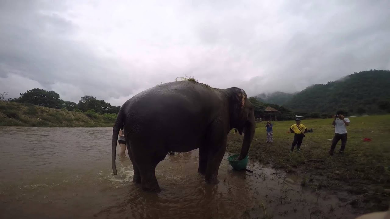 Elephant bath video - YouTube