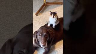 勘違いするネコ