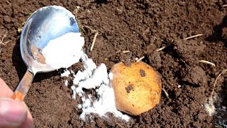 Не кладите эти удобрения при посадке картофеля! Загубите свой урожай!