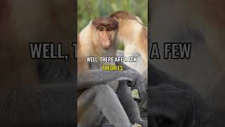 This animal has an 8 inches nose | Proboscis Monkey