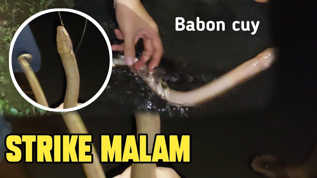 Mancing Belut Malam Hari di Got Perumahan Dapat Babon