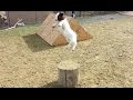 Baby Goats Playing and Jumping