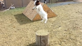 Crazy Baby Goat Jumping and Playing