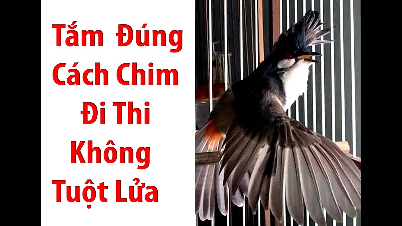 Tắm Chào Mào đúng Lúc, Chim Đi Thi Không Tuột Lửa #Phu Tường wedding