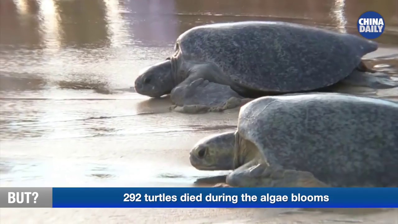Turtles returned back to wild - YouTube
