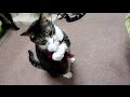 遊ぶ猫～たっちが上手なクリたん Cat Kuri is comical in playing