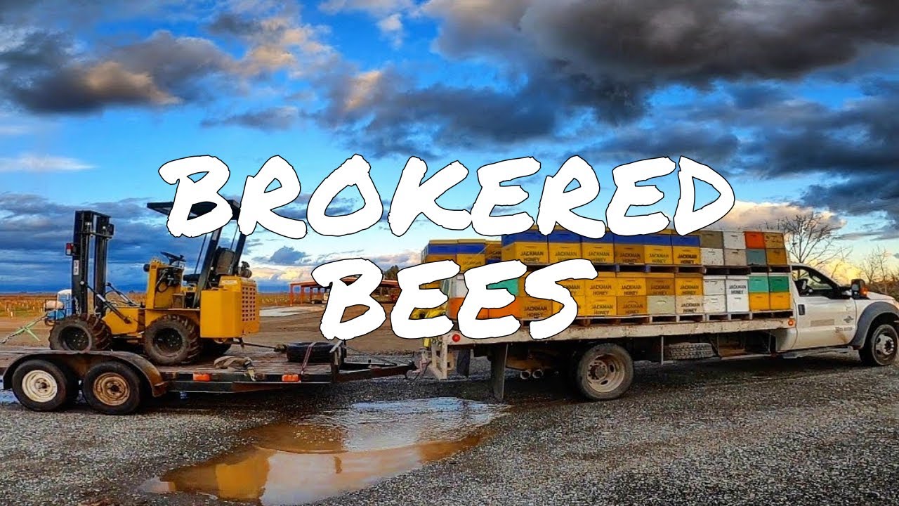 PART 1 Placing Bees Into the Almond Orchard - Brokered Bees - Commercial Beekeeper - California