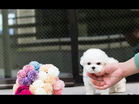 Imported Bichon Frise Puppies For Sale In India 9620233339 Youtube