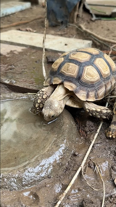Save the tortoise from dehydration 🐢 | Star Tortoise Drinking Water 💦 #tortoise #kachhua