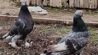 İlkadım Güvercin Canlı Mezati Türkiye Ankara Kanalı Canlı Yayında