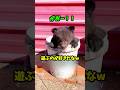 がおー🐻 #shorts #viralvideo