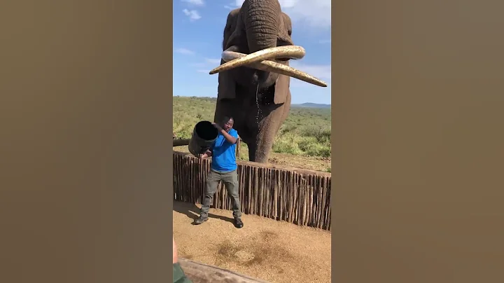 Bet he can't drink beer that fast! #shorts #wildlife #nature #Elephants # - DayDayNews