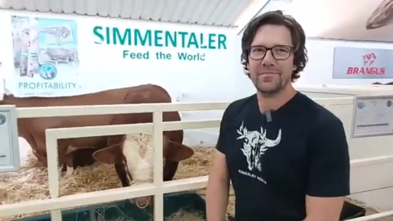 Gert, visepresident van die Simmentaler SA genootskap, oor die diere wat hulle by NAMPO 2024 het.
