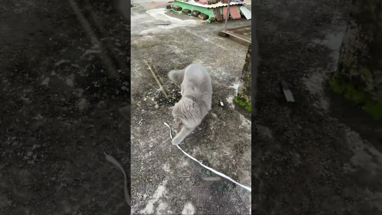 Highlight Eliff-Elsa The persian cat is live