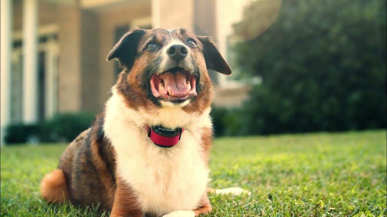 lepel Specialist Accommodatie PetSafe™ Stay & Play® draadloze omheining voor eigenzinnige honden - YouTube