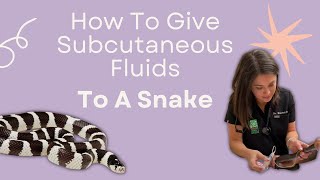 How to Give Subcutaneous Fluids To A Snake