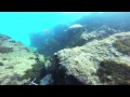 Chasing The Blue 2 - Spearfishing Gold Coast