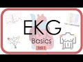 EKG Basics Step By Step Grundlagen Einthoven Frequenz Lagetyp P Welle QRS EKG Kurs