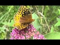 Middle of video