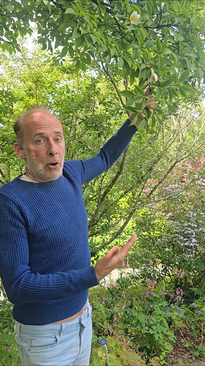 Deciduous Camelia (stewartia pseudocamellia) #gardening #arboretum #trees #exotic #gardens #ideas