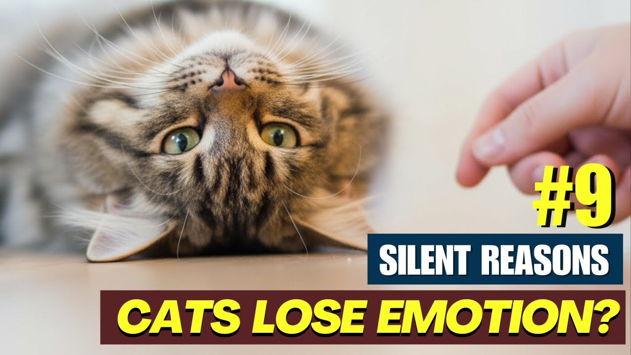You Love Your Cat ❤️ But These 9 Habits May Be Hurting Them Emotionally