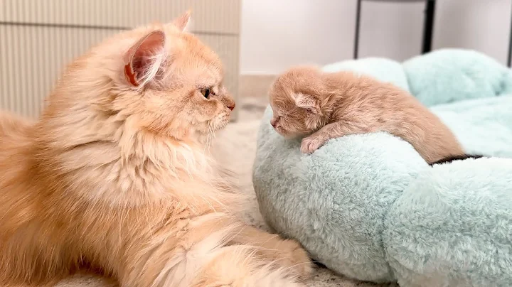 Watch the video about Papa Cat is playing with his Tiny Baby Kitten Son