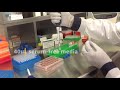 Altogen Biosystems In Vitro DI-TNC1 Transfection Tutorial