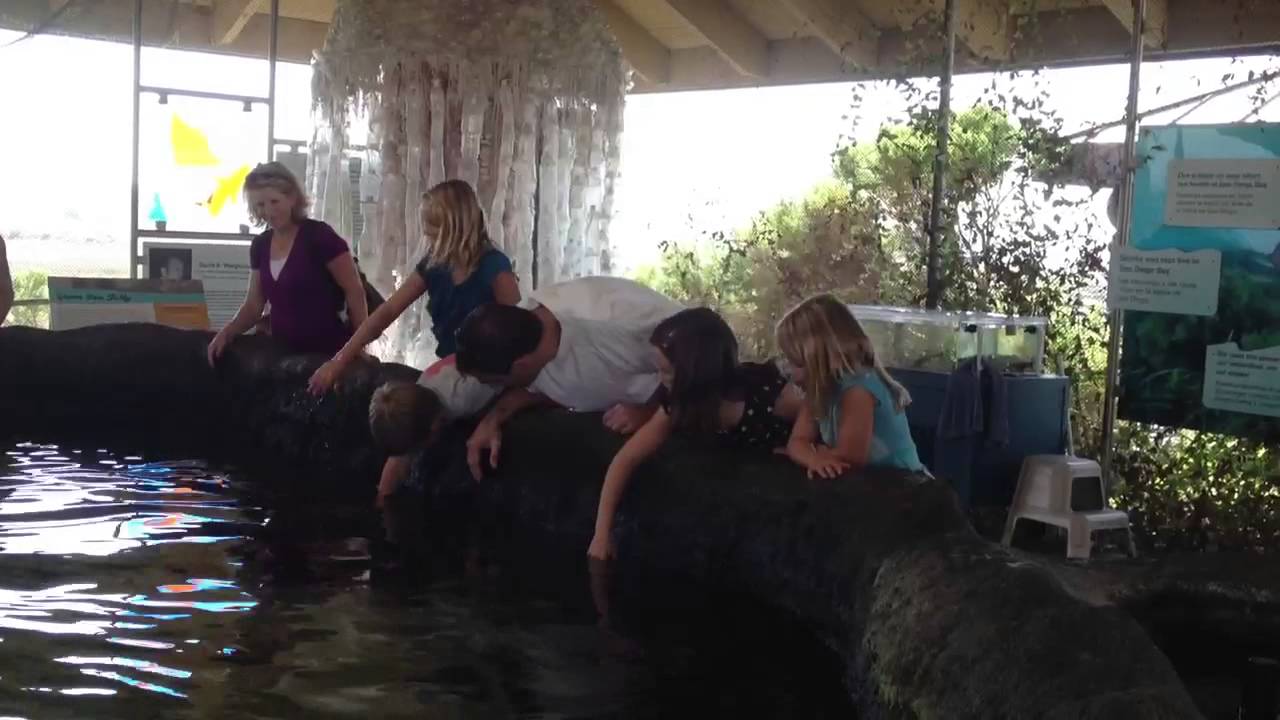 Chula Vista Aquarium YouTube
