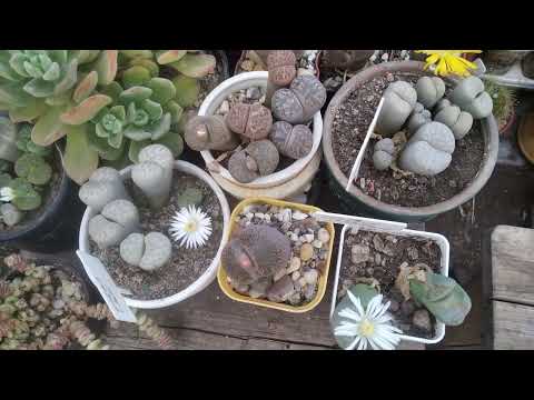 Ariocarpus retusus - цветение (27.09.2023 г.)