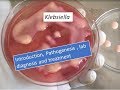Klebsiella pneumoniae  introduction, pathogenesis, lab diagnosis and treatment