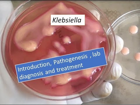 Klebsiella pneumoniae  introduction, pathogenesis, lab diagnosis and treatment