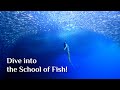 Freediving with a School of Sardines! at Sunabe Dive Site, Okinawa, Japan｜沖縄砂辺のミジュンの群れ