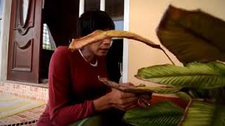 Pian Kpoppp Jd Sufiana