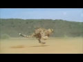 Cheetah running full speed awesome speed