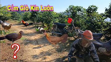 Bẫy Gà Rừng Rặc Đang Ấp Trứng Nuôi Thêm Sâu Dừa | Dân Tộc Tây Bắc Tv