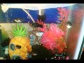 My fishies.  Balloon Mollies, guppies, and platy