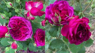 Spring Garden 2 | June1 June15, 2023  | David Austin roses | My pets my garden | 我的宠物我的花园 |#garden