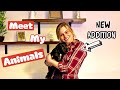 MEET MY ANIMALS - PLUS THE NEW ADDITION - EMD Eventing Vlog
