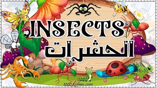 أسماء الحشرات || عربي/انجليزي || Insects