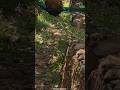 വണ്ടിക്കു മുന്നിലൂടെ പറന്ന് ചാടി😳#wildlife#shortsfeed#shorts#ytshorts#ytviral#trendingshorts#yt