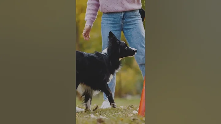 How Dogs Help Find Human Remains | Cadaver Dogs Explained