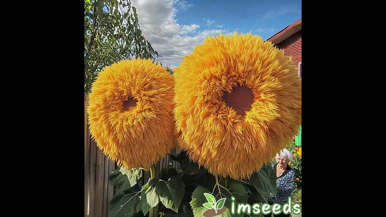🌻✨ Unleash the Magic of Giant Teddy Bear Sunflowers! ✨🌻 